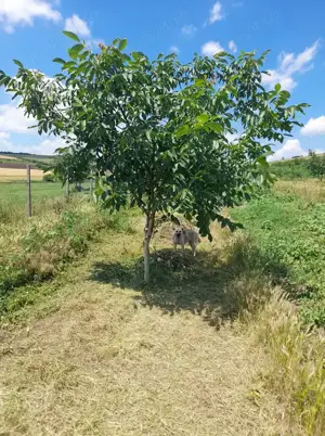 Vând livadă nuc ecologica  - imagine 2