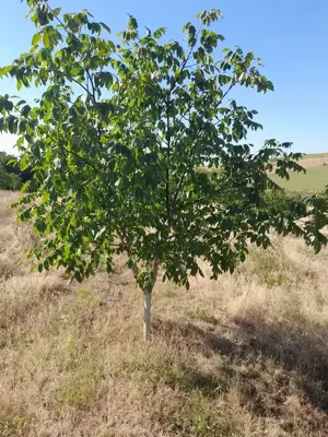 Vând livadă nuc ecologica  - imagine 7