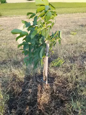 Vând livadă nuc ecologica  - imagine 9