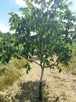 Vând livadă nuc ecologica  - imagine 8