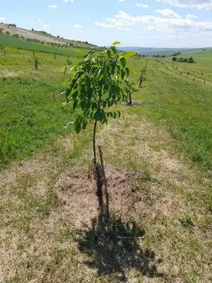 Vând livadă nuc ecologica 