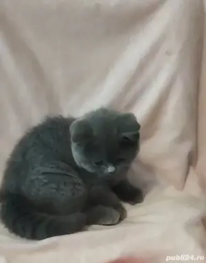 British blue  - imagine 3