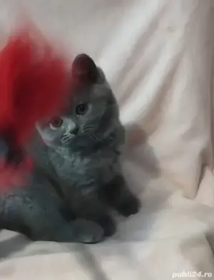 British blue  - imagine 2