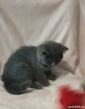 British blue  - imagine 4