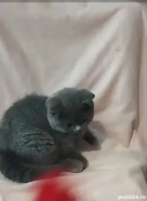 British blue  - imagine 5