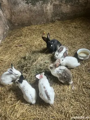 iepuri de vanzare  - imagine 3