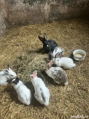 iepuri de vanzare  - imagine 2