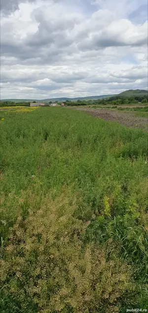 Vand teren intravilan Roman