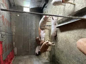 Vand porci intre 90-270 kg