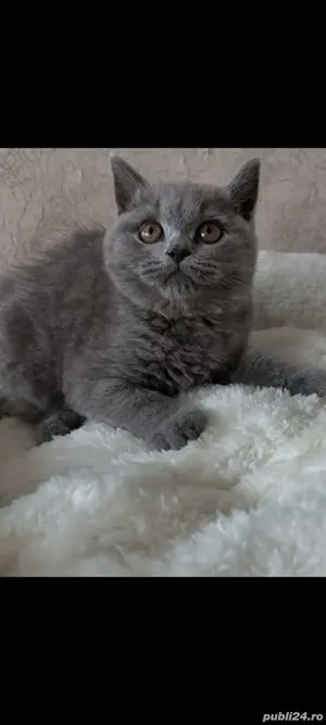 British Shorthair blue!!!