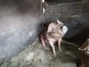 Vând porc 180 unul si 250  kg rasă Duroc si Landrace
