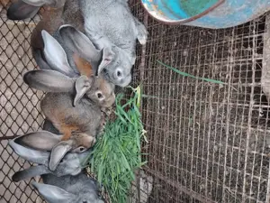 Iepurii de rasă  - imagine 2