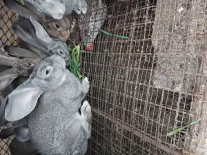 Iepurii de rasă  - imagine 3