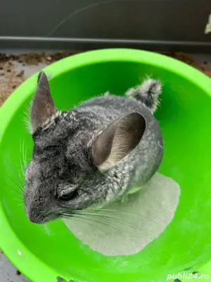 Sinsila cu par negru - imagine 5