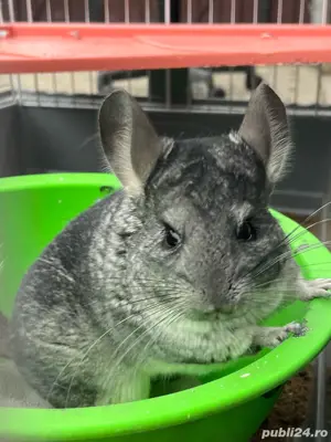 Sinsila cu par negru - imagine 2