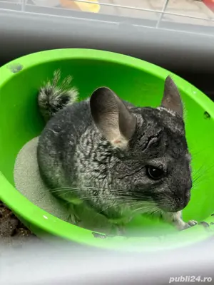 Sinsila cu par negru - imagine 3