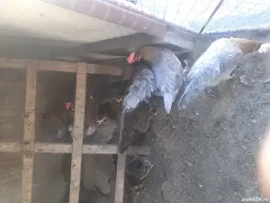 Gaini italiene 2024 - imagine 5