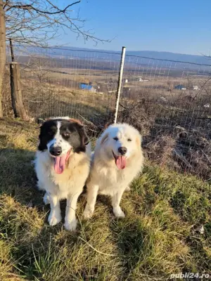Ciobanesc de Bucovina catei de vanzare - imagine 4