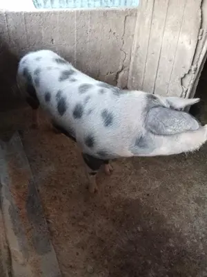 Vand porc Pietrean  160kg - imagine 2