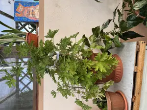 Mușcată parfumata