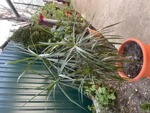 Vând floare Dracena - imagine 3