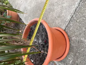 Vând floare Dracena - imagine 4