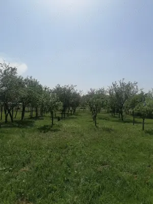 Casa Husasău de Tinca BH - imagine 9