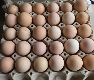 Vand oua gaina crescute la curte!! 1.3 lei buc pt min 30 buc - imagine 3