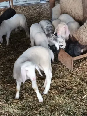 Oi de vanzare - imagine 2