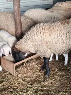 Oi de vanzare - imagine 3