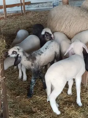 Oi de vanzare - imagine 4