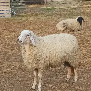 Oi de vanzare - imagine 5