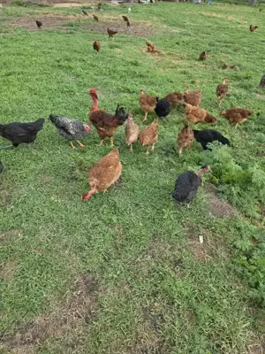 Vand oua gaina crescute la curte!! 1.3 lei buc pt min 30 buc - imagine 2