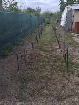 Teren de vanzare, comuna 1 Decembrie   județul Ilfov  - imagine 3