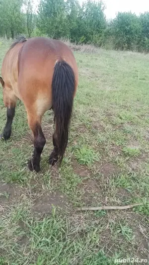 vand cai  cuminti - imagine 2