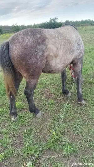 vand cai  cuminti - imagine 4