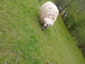 Vând oaie grasa pentru vișli 