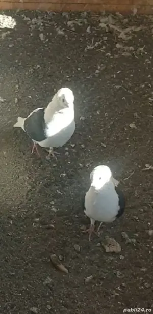 De vînzare porumbei - imagine 2