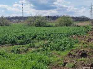 Proprietar- Ideal lotizare-Giarmata Vii- Ghiroda - imagine 4