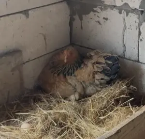 Schimb găini diferite rase  - imagine 3