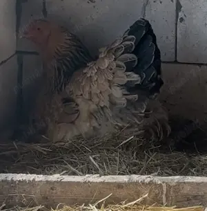 Schimb găini diferite rase  - imagine 5