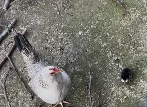 Schimb găini diferite rase  - imagine 4