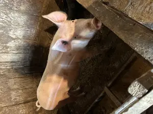 Vând porci de carne  - imagine 3 Vând porci de carne  - imagine 3