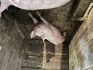 Vând porci de carne  - imagine 4 Vând porci de carne  - imagine 4