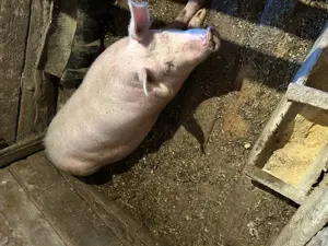 Vând porci de carne  - imagine 5 Vând porci de carne  - imagine 5