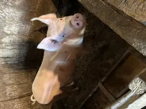 Vând porci de carne  - imagine 2 Vând porci de carne  - imagine 2