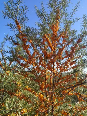 De vânzare   Plantație de cătină + utilaje | Zădăreni, Arad