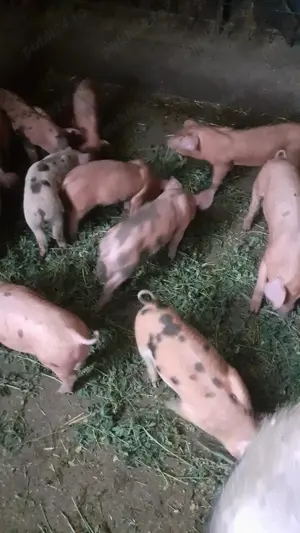 Vând purcei mangaliță și duroc - imagine 4