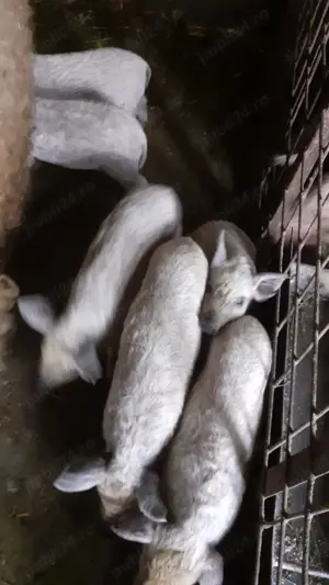 Vând purcei mangaliță și duroc