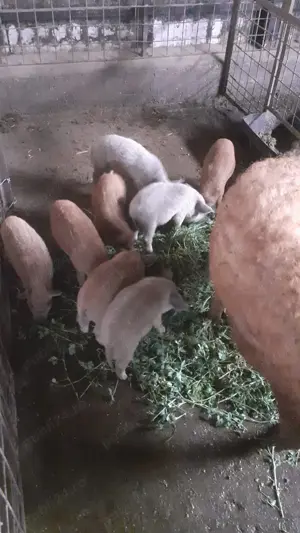 Vând purcei mangaliță și duroc - imagine 3